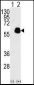 PXN Antibody (Y118)